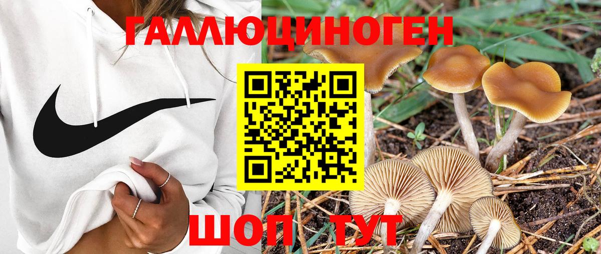 Псилоцибиновые грибы Psilocybe Рузаевка