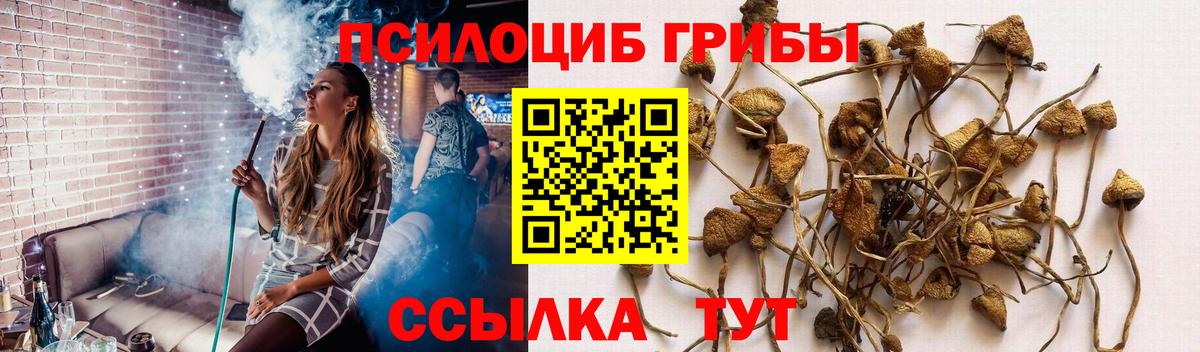Рузаевка  Псилоцибиновые грибы Psilocybine cubensis  сколько стоит  Вход с VPN 